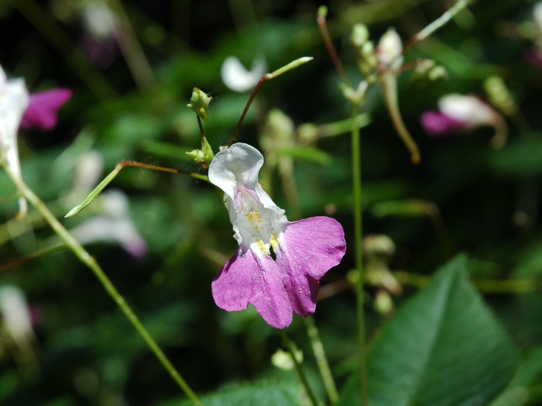 Impatiens balfourii